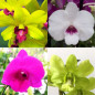 Kit 8 Orquídeas Denphal Adulta SEM HASTE FLORAL