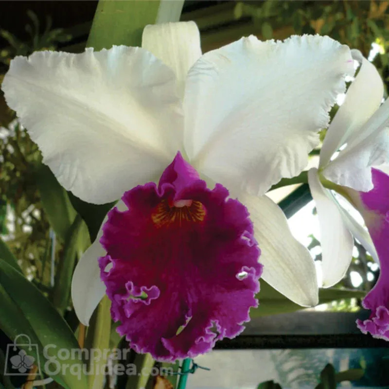 Blc Capitão Pessoa “Orlata” Muda