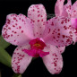 Cattleya amethystoglossa tipo (Severiano x Orchidglade) Muda