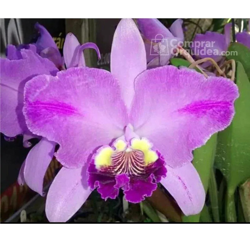 Cattleya lueddemanniana Flamea “Arroyo” Muda