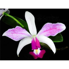 Cattleya violacea semi alba “Striata”
