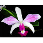 Cattleya violacea semi alba “Striata” Muda