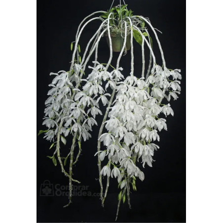 Dendrobium anosmum var. “Alba” Muda