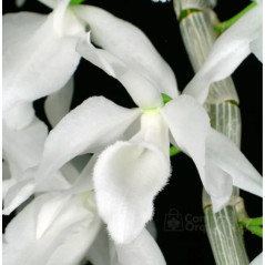 Dendrobium anosmum var. “Alba”