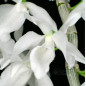 Dendrobium anosmum var. “Alba” Muda