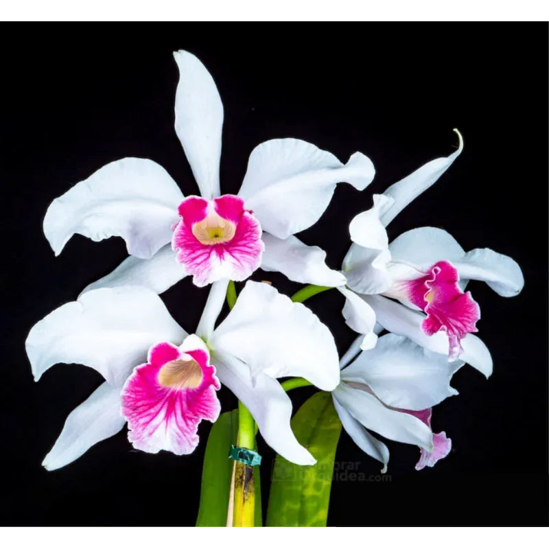 Laelia purpurata var. carnea “Cereja” Muda