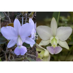 Cattleya Walkeriana coerulea (Edwards x Marimbondo)
