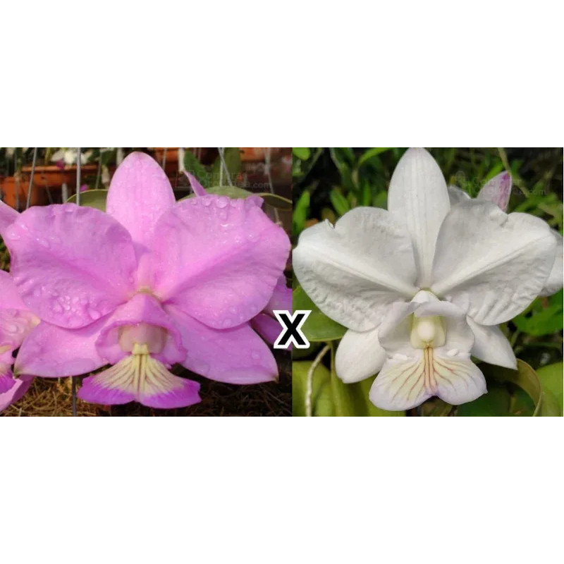 Cattleya nobilior “Rei do Cerrado” x (Deolanda x Gnomos) Muda