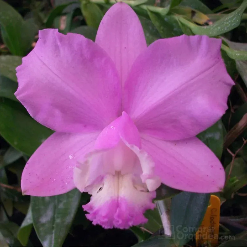 Cattleya loddigesii tipo “Charley” Muda