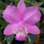 Cattleya loddigesii tipo “Charley” Muda