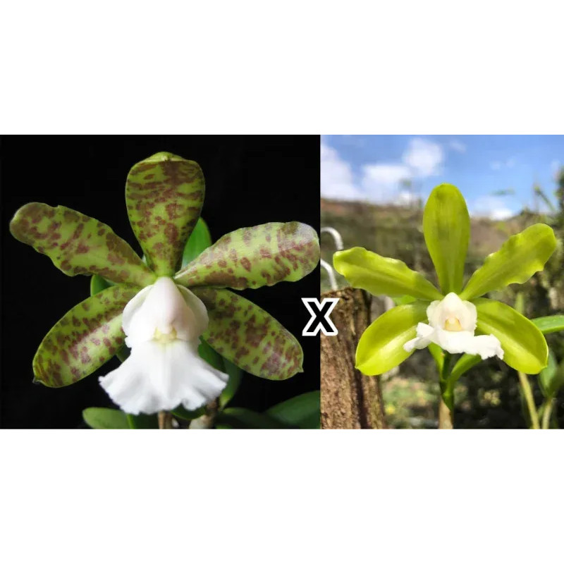 Cattleya aclandiae (albescens x alba) Muda