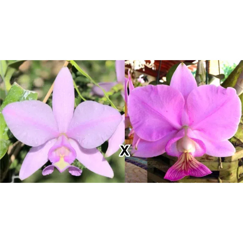 Cattleya nobilior (Lilacina Perola x Fernando Terra) Muda