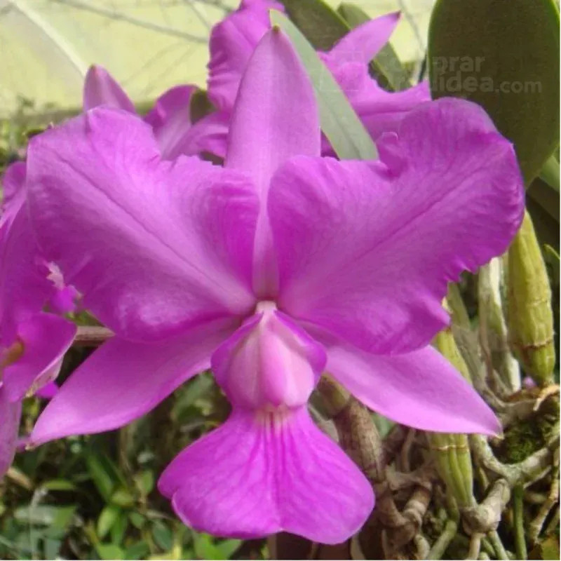 Cattleya walkeriana (trilabelo x labeloide) Muda