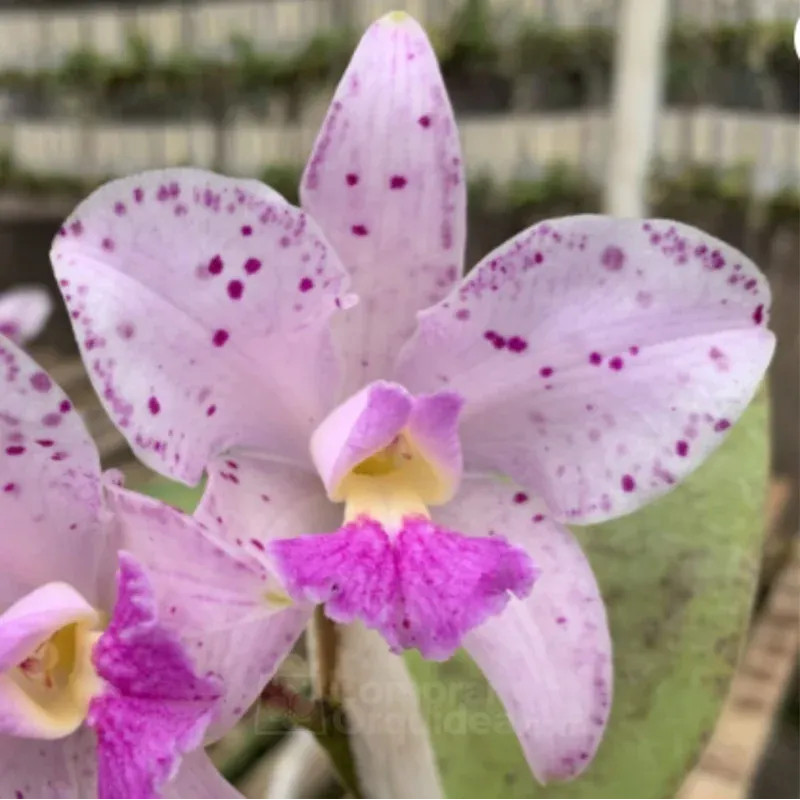 C. amethystoglossa var. lilacina (Livia x Carina) Muda