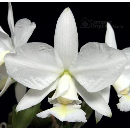 Cattleya nobilior var. alba “BV” Muda