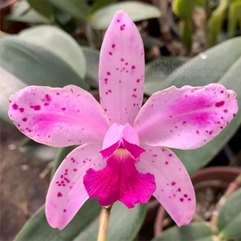 Cattleya  amethystoglossa Flamea (I x II) Muda