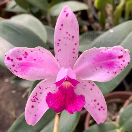 Cattleya  amethystoglossa Flamea (I x II) Muda