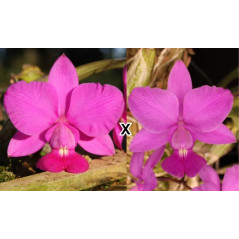 Cattleya Walkeriana  tipo “Dayane Wenzel x Estrela da Colina” Muda