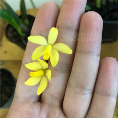 Laelia briegeri Pré-Adulta (Mini / Micro Orquídea)