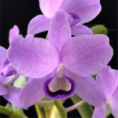 Cattleya bowringiana coerulea