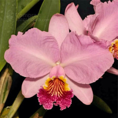 Cattleya lueddemanniana var. Vinicolor