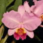 Cattleya lueddemanniana var. Vinicolor Muda