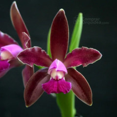 Cattleya leopoldii var vinicolor