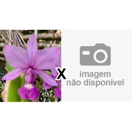 Cattleya Walkeriana var vinicolor (0303 x urca)