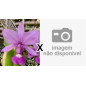 Cattleya Walkeriana var vinicolor (0303 x urca) Muda