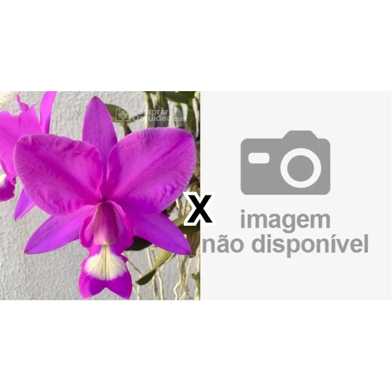 Cattleya nobilior var tipo (Campo Grande x DT-3) Muda