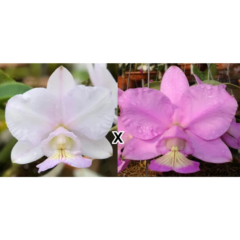 Cattleya nobilior var amaliae (Sensação x Rei do Cerrado) Muda