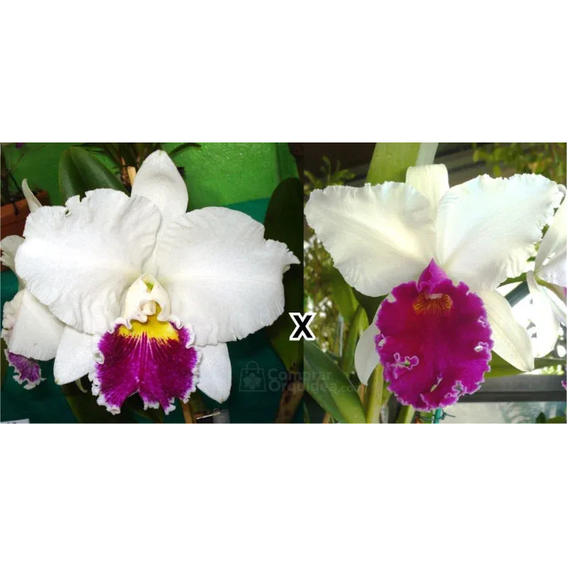 Cattleya Mildred Rives x Lc Capitão Pessoa Muda