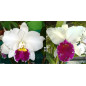 Cattleya Mildred Rives x Lc Capitão Pessoa Muda