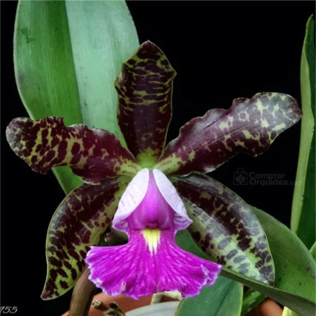 Cattleya Peckhaviensis