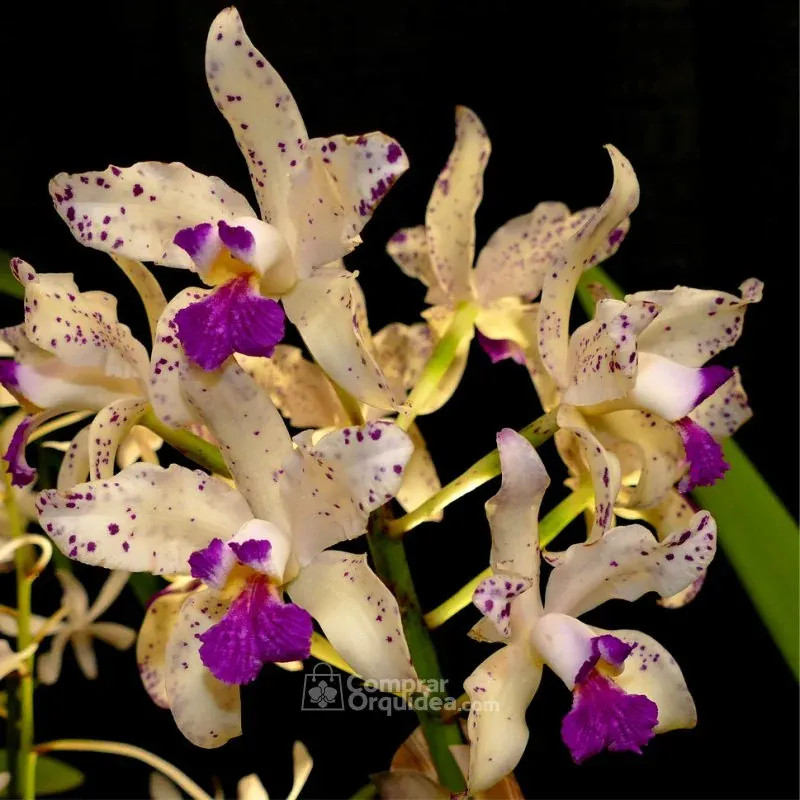 Cattleya Amethystoglossa (Luiza x Rafaela) Muda