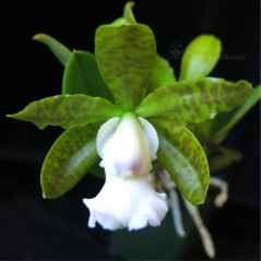 Cattleya aclandiae var. albescens  “Carolyne”