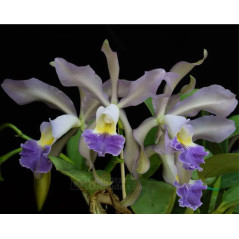 Cattleya whitei var. coerulea