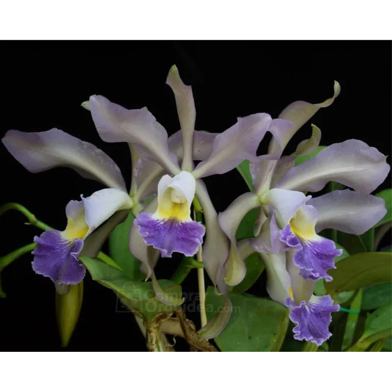 Cattleya whitei var. coerulea Muda