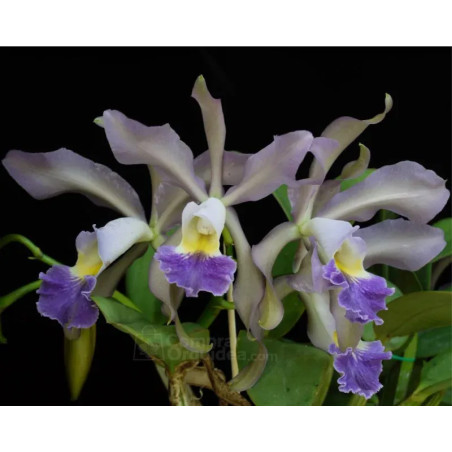 Cattleya whitei var. coerulea