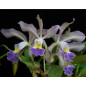 Cattleya whitei var. coerulea Muda