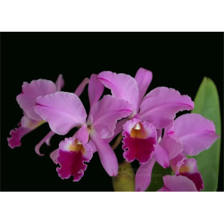 Cattleya labiata var. Flamea