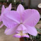 Cattleya Nobilior var. amaliae “Beira Rio“ Muda