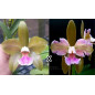 Cattleya Granulosa (Jordão x Trilabelo) Muda