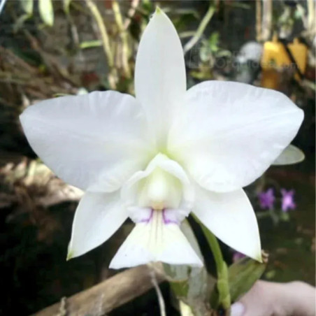 Cattleya nobilior s/alba (Akemi x Self) Muda