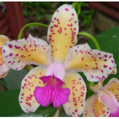 Cattleya Amethystoglossa aurea (giboia x vassoral)