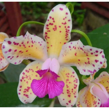 Cattleya Amethystoglossa aurea (giboia x vassoral)