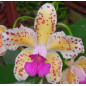 Cattleya Amethystoglossa var. aurea (giboia x vassoral) Muda