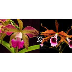 Cattleya tatarown x laelia tenebrosa