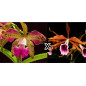 Cattleya tatarown x laelia tenebrosa Muda