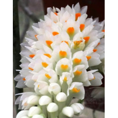 Dendrobium Secundum var. Alba